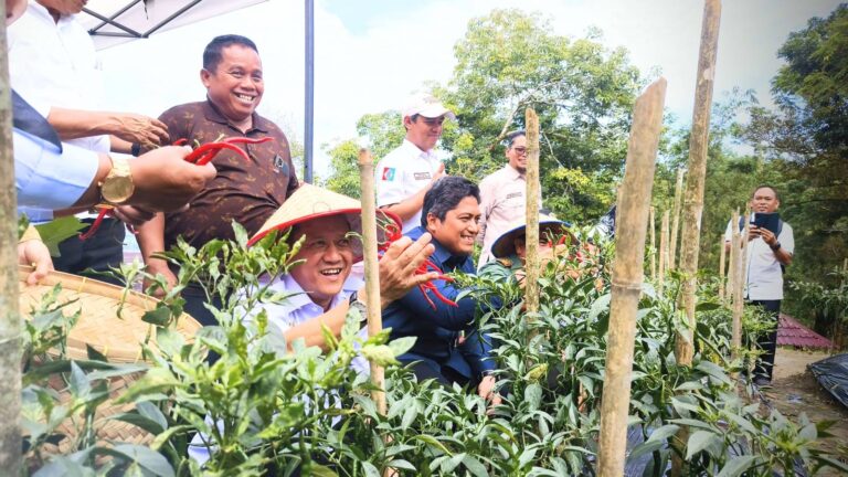 Kendalikan Inflasi, Pj Bupati Kampar Panen Perdana Kebun Cabai Milik Perumda Kampar Aneka Karya
