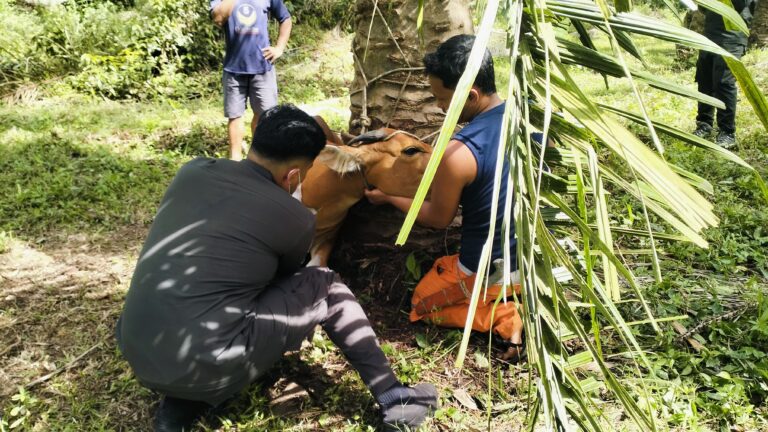 Waspada Penyakit Ngorok, Disbunnak Keswan Kampar Selesaikan Vaksinasi PMK Tahap I
