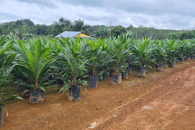 Tahun Depan, Disbunnak Keswan Kampar Targetkan 4500 Bibit Sawit Subsidi untuk Petani