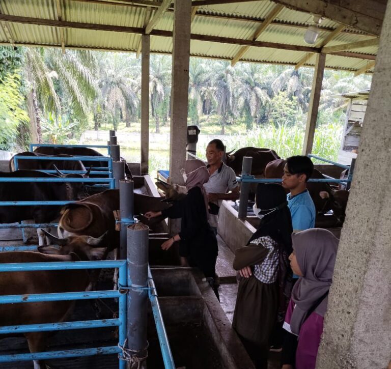 Tahun 2026, Disbunnak Keswan Kampar Salurkan 6000 IB