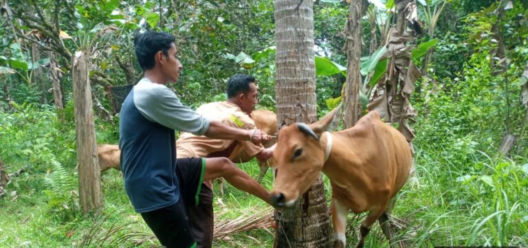 Dorong Peningkatan Produksi Ternak, Berikut Target Inseminasi Buatan Disbunnakkeswan Kampar