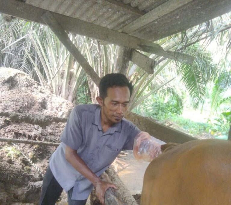 Disbunnakkeswan Kampar Dorong Peternak Gunakan Inseminasi Buatan