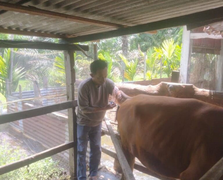 Disbunnak Keswan Kampar Miliki 28 Petugas Inseminator 