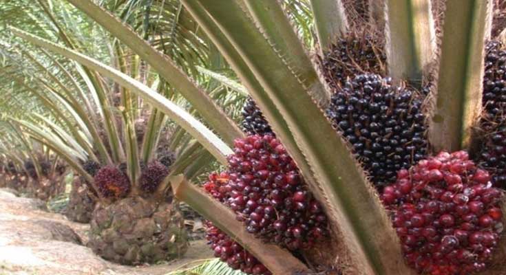 Dinas Perkebunan Kampar Jelaskan Manfaat Menggunakan Bibit Sawit Unggul