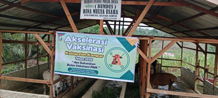 Bekerjasama dengan Pemprov, Disbunnak Keswan Kampar Lakukan Akselerasi Vaksin PMK