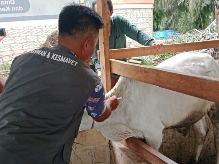 Dalam Waktu Dekat, Disbunnak Keswan Kampar Akan Lakukan Vaksin SE