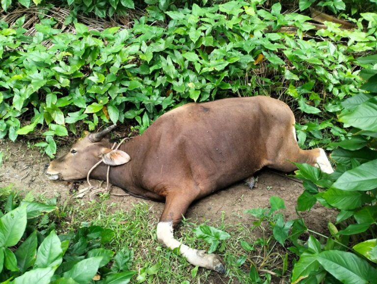 Puluhan Sapi Warga Mati Mendadak, Disbunnak Keswan Akan Ambil Sikap