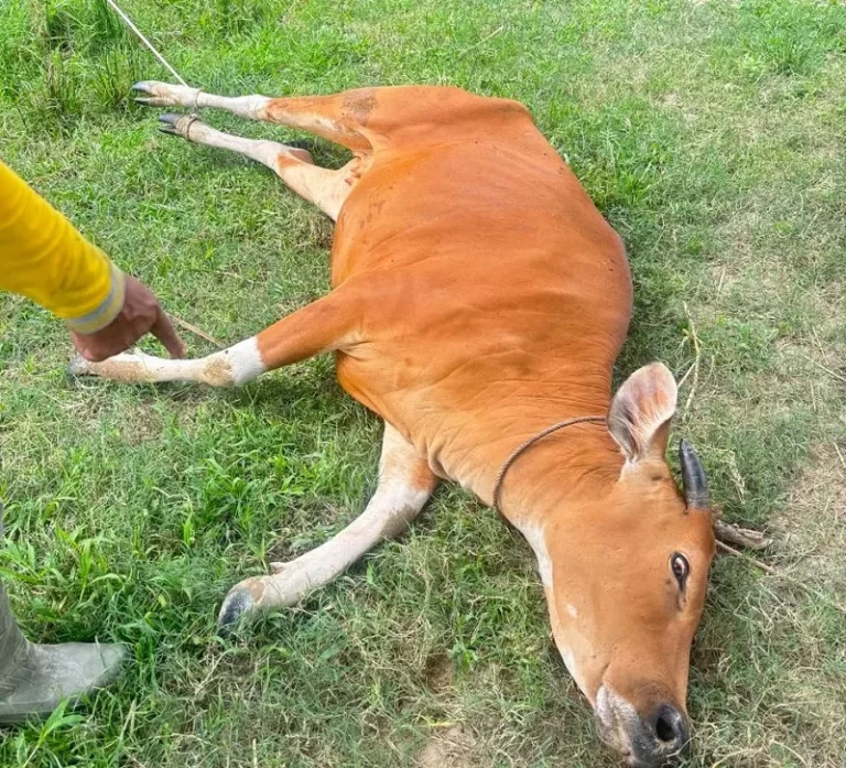 Disbunnak Keswan Kampar Belum Bisa Pastikan Penyebab Sapi Mati Mendadak