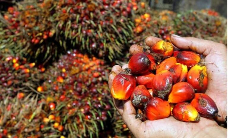 Disbunnak Keswan Kampar Rilis Harga TBS Swadaya, Berikut Harganya