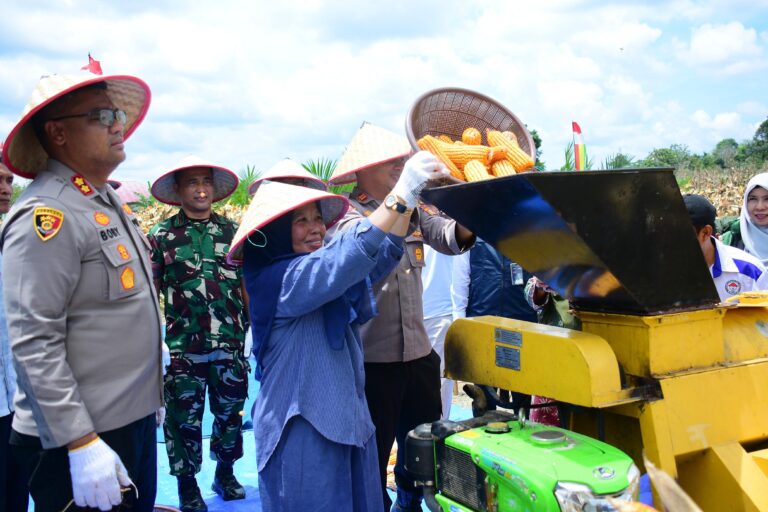 Dukung Swasembada Pangan, Pemda Kampar Lakukan Panen Raya Jagung Pipil Kuartal I