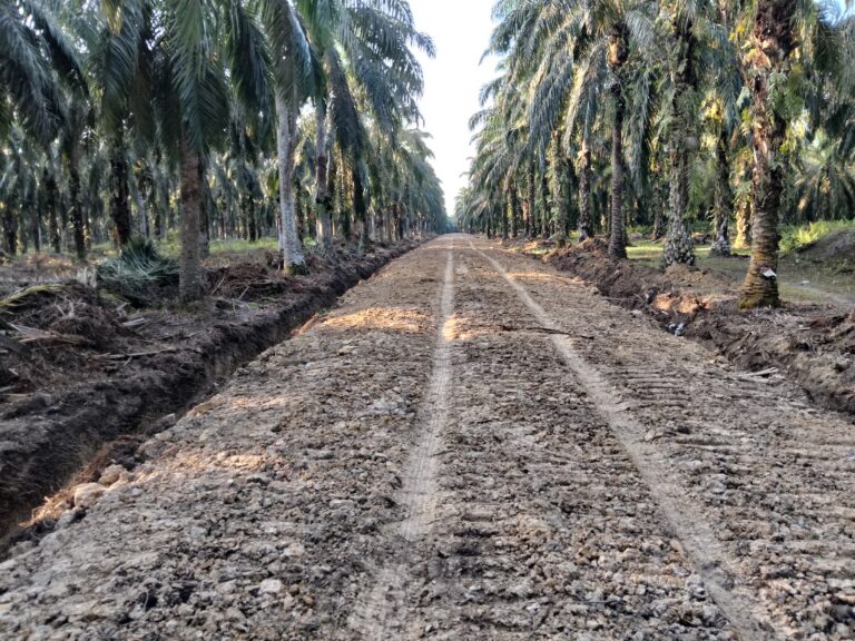 Jalan Produksi Kunci Peningkatan Ekonomi Sawit Rakyat