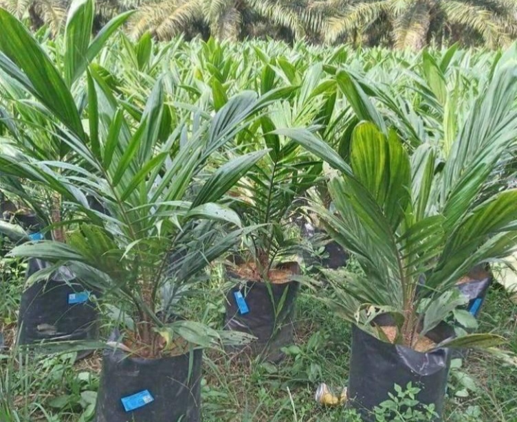 Bulan Depan, Bibit Sawit Unggul Akan Disalurkan ke Petani