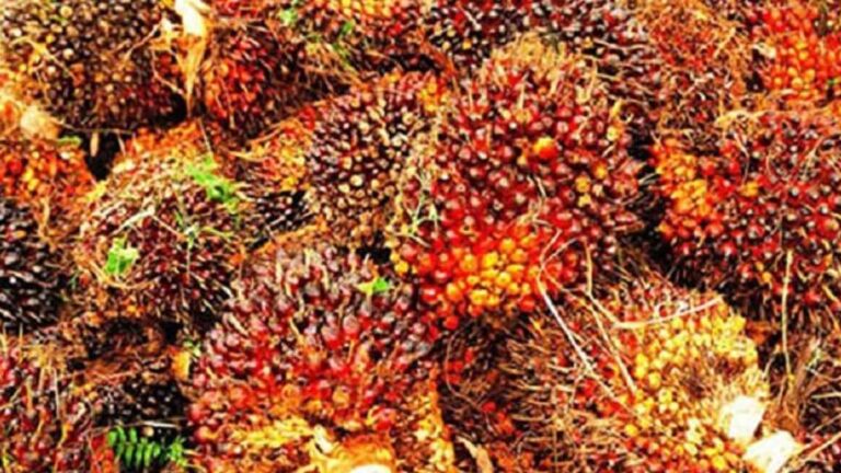 Disbunnak Keswan Kampar Sebut Harga TBS Bulan Juli Naik
